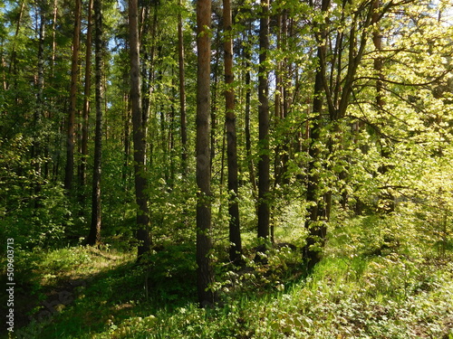 Fototapeta Naklejka Na Ścianę i Meble -  forest in the morning, natural summer background, wallpaper