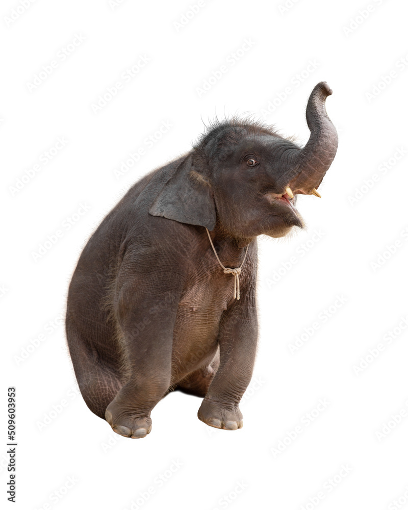 Fototapeta premium Indian baby elephant isolated on white background. Close-up of asian calf elephant.