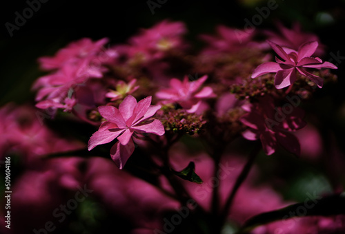 紫陽花