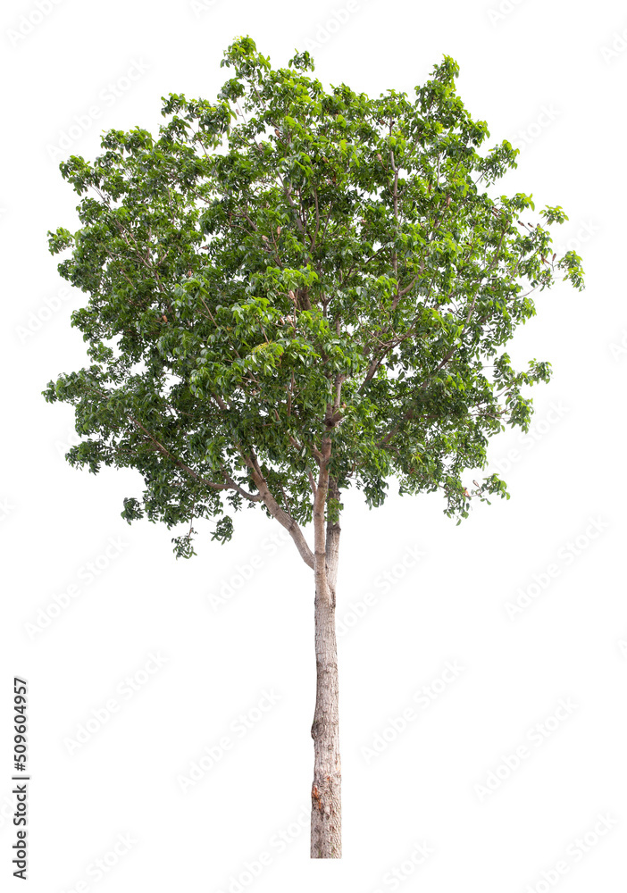 Large green tree is isolated on a white background. clipping path