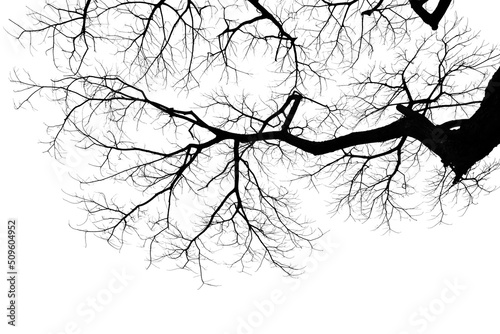 Twigs of a dead tree isolated on a white background, clipping path