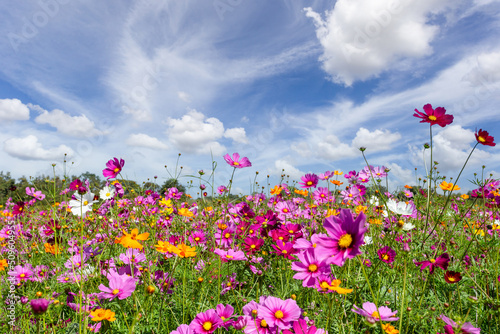Beautiful in spring fields and the plant of cosmos flowers at Boonrawd farm on a sunny day  Chiang Rai  Thailand.