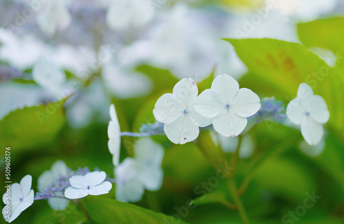 紫陽花