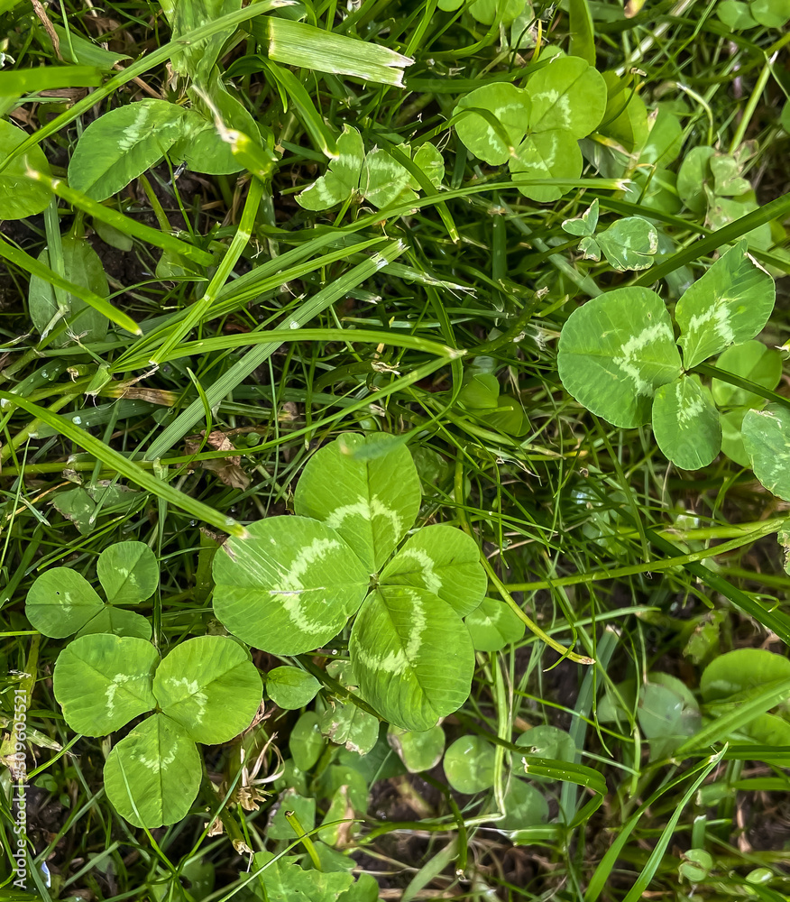 Lucky four leaves - season meadow - concept of happiness