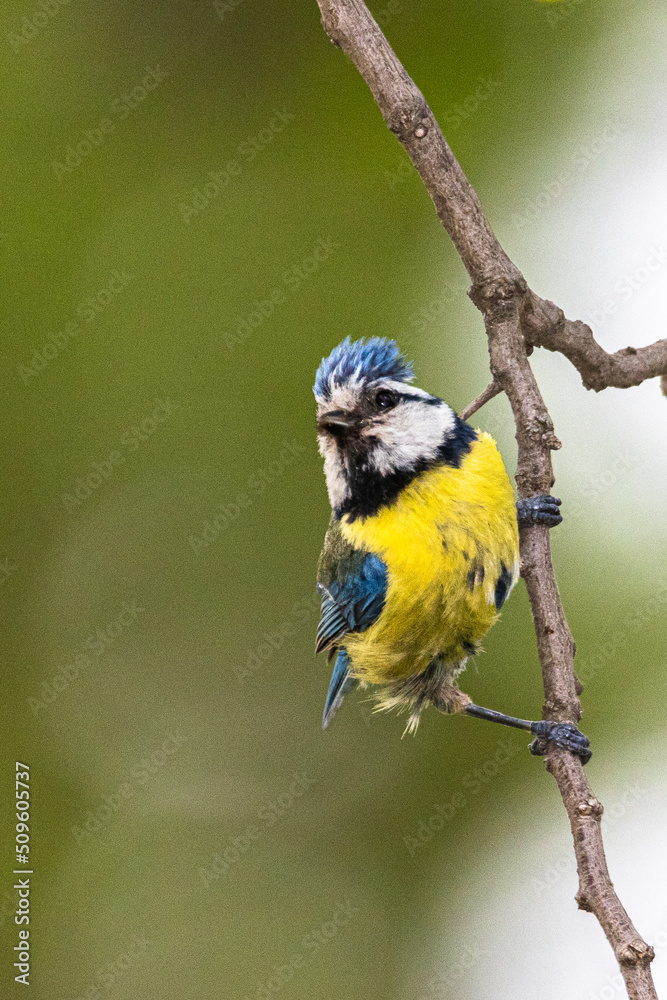 Obraz premium Eurasian Blue Tit perched on a tree branch
