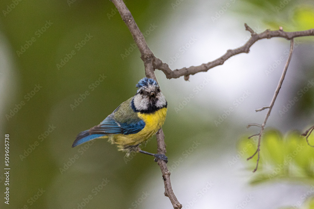 Eurasian Blue Tit perched on a tree branch Eurasian Blue Tit perched on a tree branch