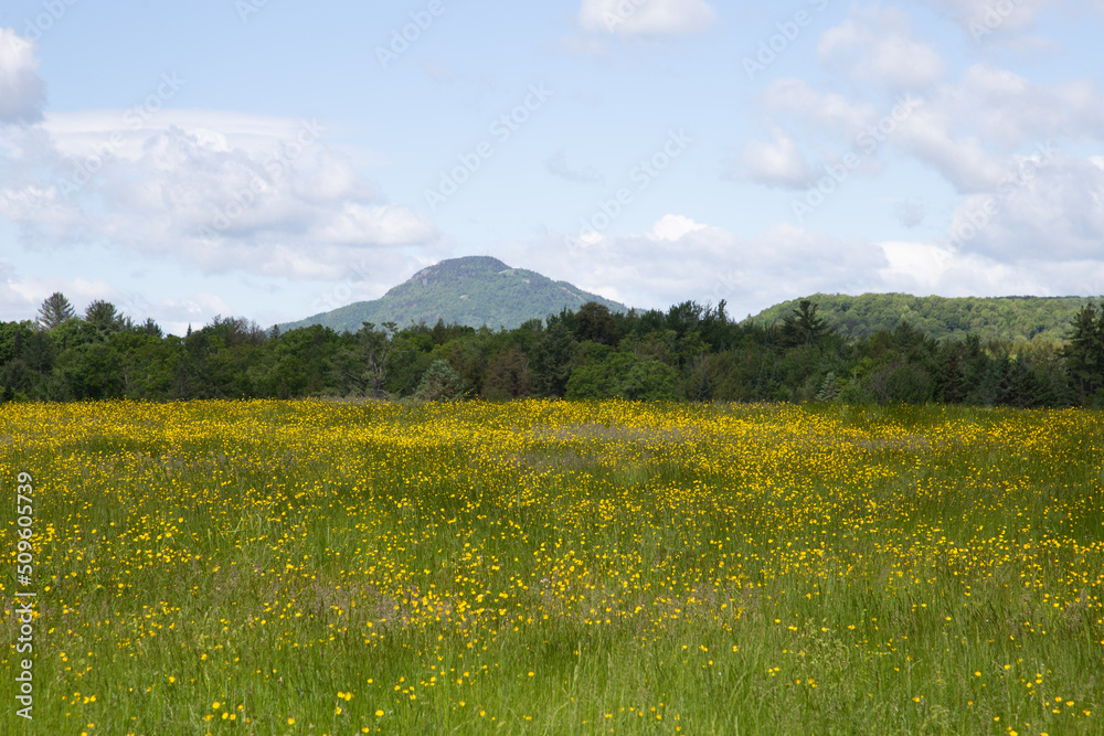 Pretty landscape along route 247 with wildflowers in a field and Mont Owl’s Head in soft focus background, Estrie region, Quebec, Canada