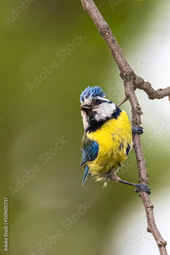 Eurasian Blue Tit perched on a tree branch