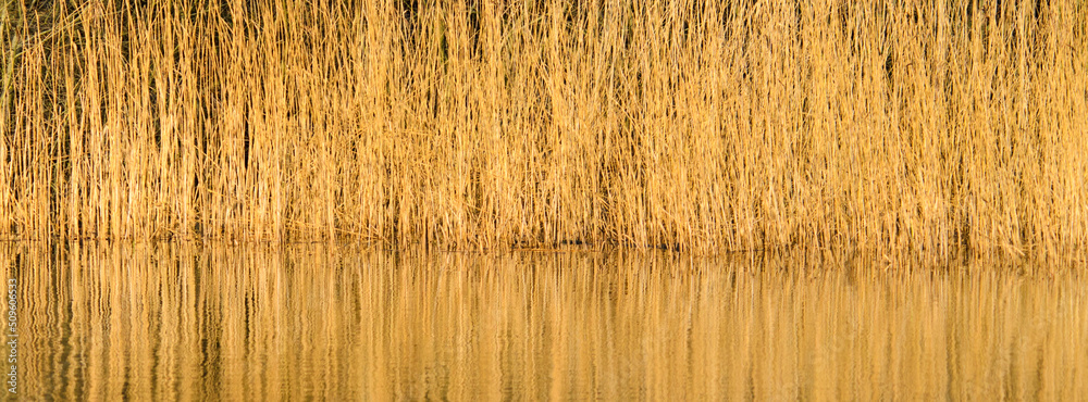 Background reed beds with reflection in golden light Background reed beds with reflection in golden light