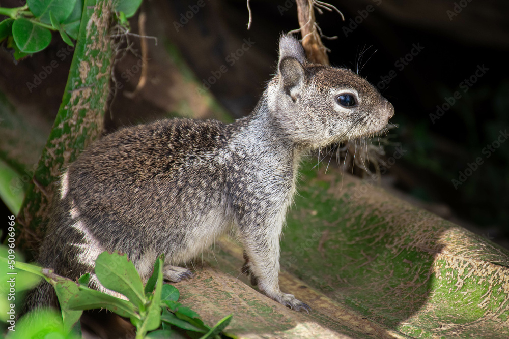 Fototapeta premium Baby Squirrel