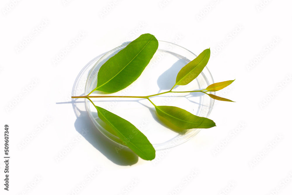 Fresh green eucalyptus leaves in petri dishes on white background.