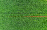 Green wheat field drone view