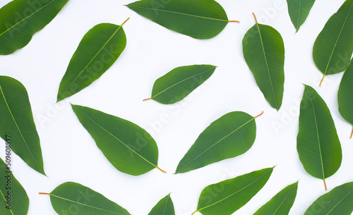 Eucalyptus leaves on white background.