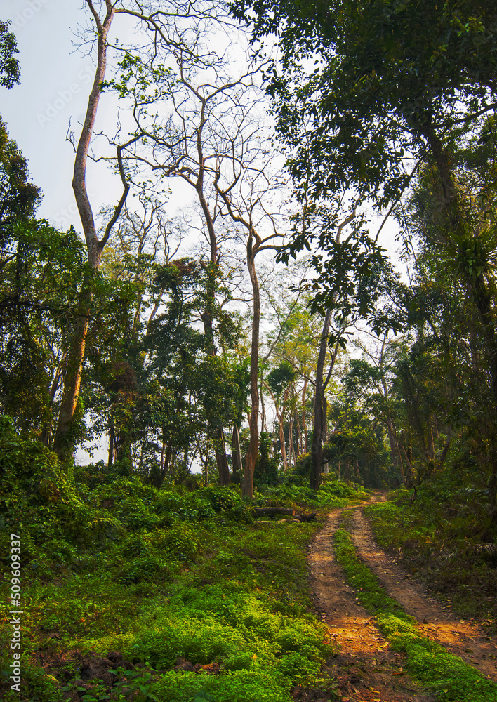 Road surrounded by trees in National Park, India Road surrounded by trees in National Park, India