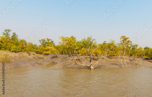Картината върху платно Mangroves in the Ganges river Delta, India.