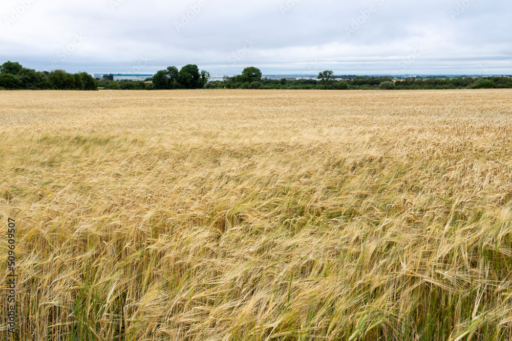 Wheat field in the summer. Background of ripening ears of wheat field. 