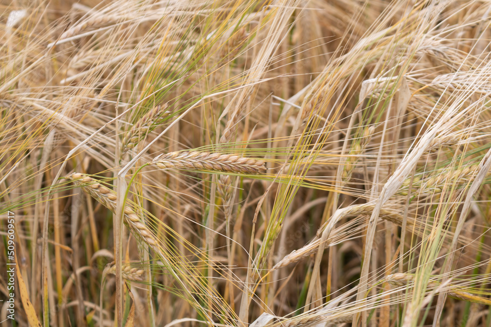 Fototapeta premium Wheat field. Ears of golden wheat close up. 