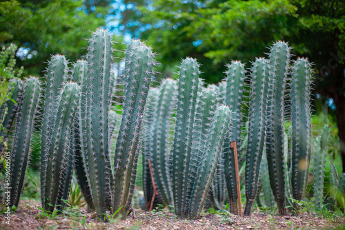 Cacti with spikes are born in nature.