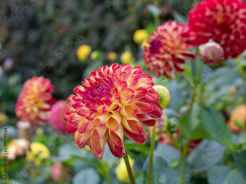 Dahlia, also called Asteraceae, family of dicotyledonous pink flower in the flowerbed
