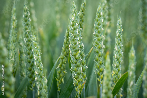 Close-up of flowering wheat ears on field
