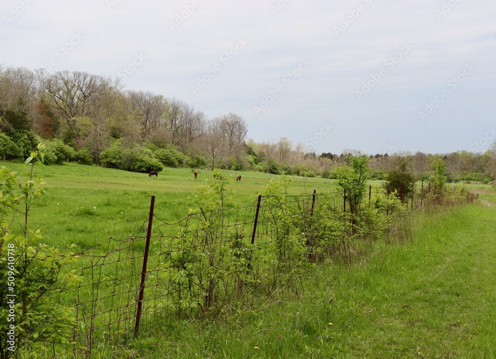 Fototapeta premium The horses in the country field on a cloudy day.
