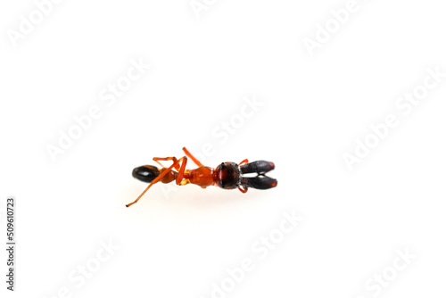 male Kerengga ant-like jumper (Myrmarachne plataleoides) who pretend himself like Red ant in nature in Thailand.