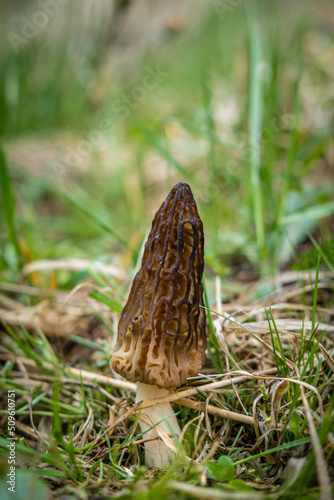 Fresh wild morel in the grass