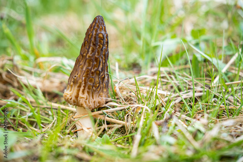 Fresh wild morel in the grass
