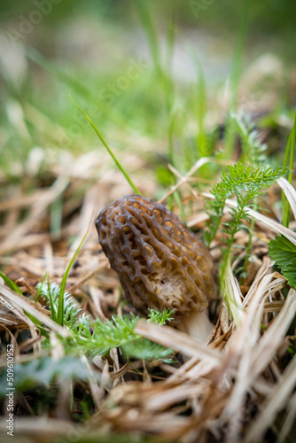 Fresh wild morel in the grass