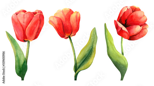 Red watercolor tulips collection for wedding invitation. Holiday spring flowers with green leaves isolated. Realistic painting illustration of blossom plants on white background for print or poster.