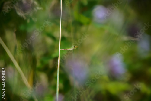 Small insects on a wild grass