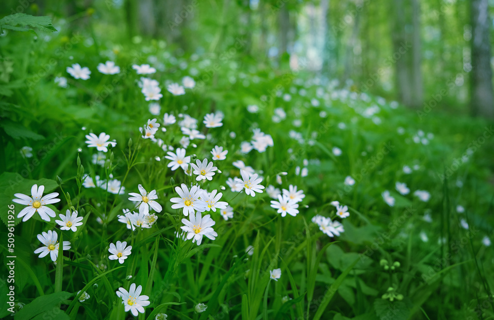 white flowers on green natural abstract background. Gentle floral artistic scene. beautiful wild flowers of Stellaria holostea. spring or summer blossoming season white flowers on green natural abstract background. Gentle floral artistic scene. beautiful wild flowers of Stellaria holostea. spring or summer blossoming season