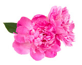 Pink beautiful peony flower isolated on the white background