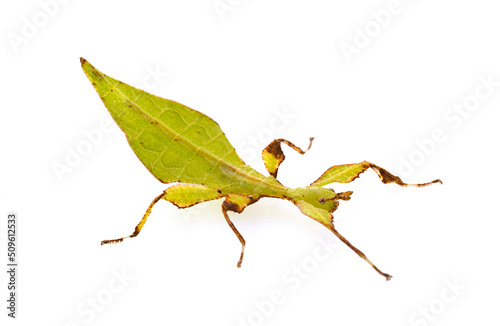  stick insect in studio photo