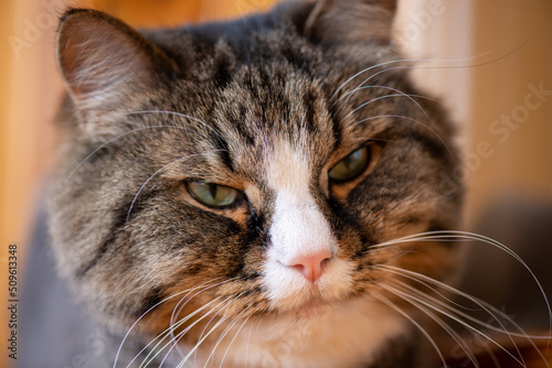 A domestic cat looks at its owner suspiciously close-up portrait © ronedya