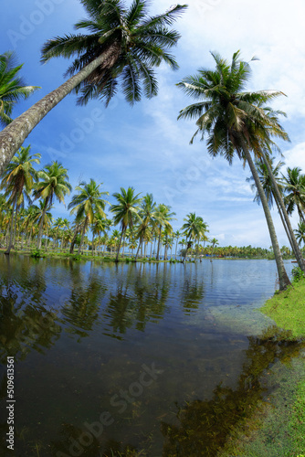 Coconut or palm trees on beach in beautiful blue bright day