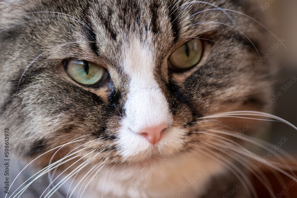 Interested look of a domestic cat portrait macro close-up Interested look of a domestic cat portrait macro close-up
