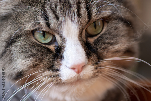 Interested look of a domestic cat portrait macro close-up © ronedya