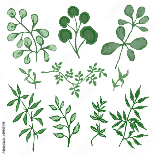 Set of summer plants and herbs. Green textured leaves and branches on a white background. Vector illustration, hand drawing