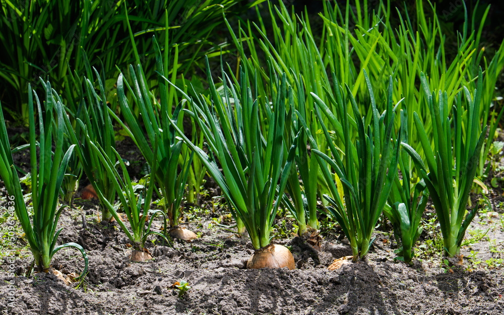 Obraz premium A bed of green onions in the garden on a summer day. The concept of gardening and harvesting. Selective focus in the foreground