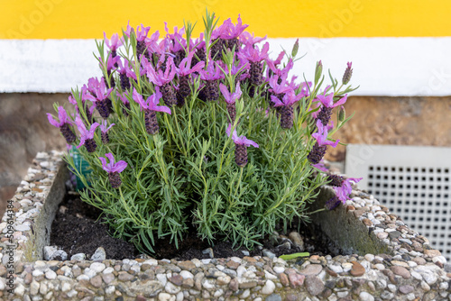 A lavender bush blooms in a street flowerpot near the yellow wall