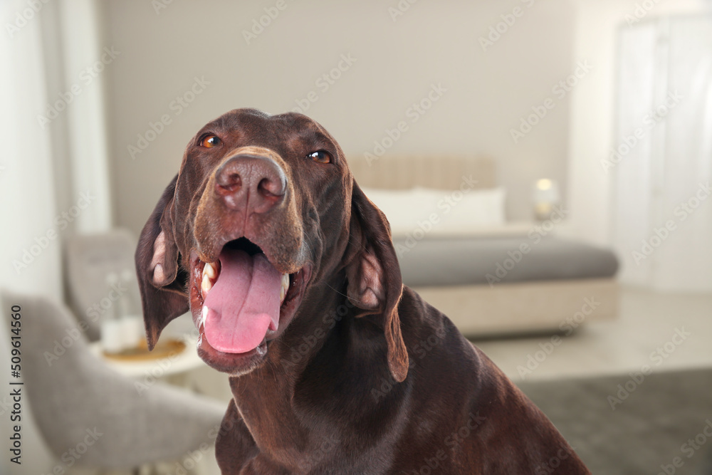 Cute dog in bedroom, space for text. Pet friendly hotel Cute dog in bedroom, space for text. Pet friendly hotel
