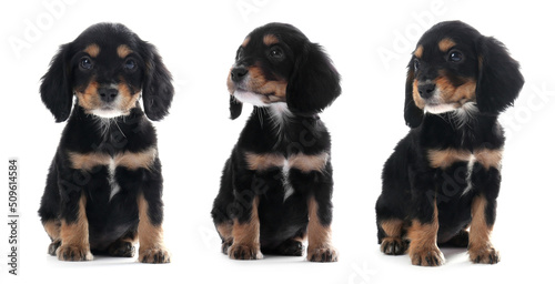 Collage with photos of cute dog on white background. Banner design © New Africa