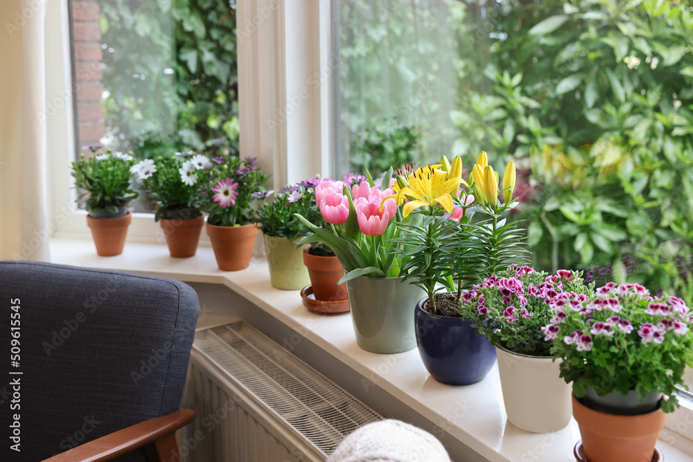 Fototapeta premium Many beautiful blooming potted plants on windowsill indoors