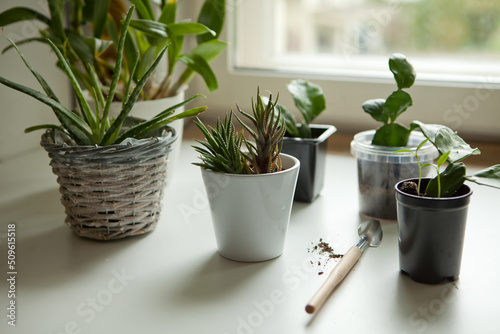 small homeplants at the window-cactus, succulents, aloe vera. potted plants on windowsill photo