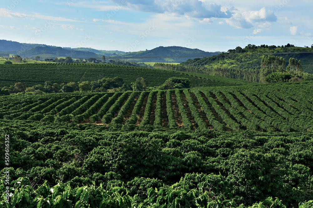 Vista das linhas de um cafezal , plantas de café