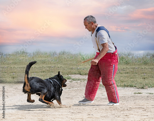 training of rottweiler