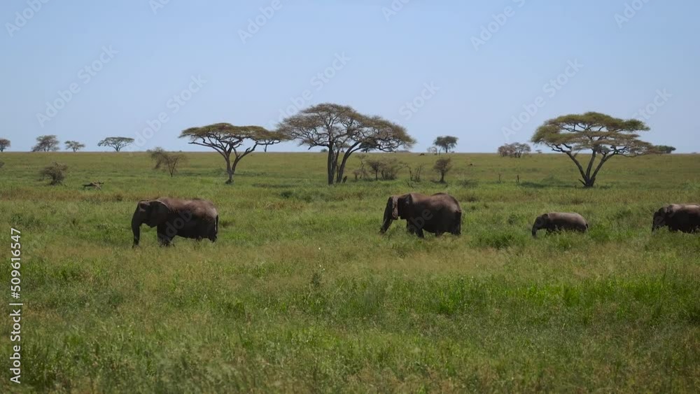 Family Of Wild African Elephants In African Savannah Family Of Wild African Elephants In African Savannah