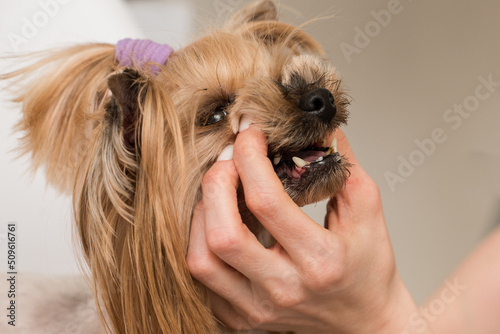 Teeth of a dog with tartar and smelly mouth, tartar in a Yorkshire terrier