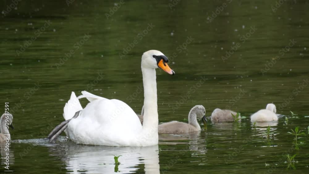 Family of mother swan and little swans on the lake in the wild swim and feed Family of mother swan and little swans on the lake in the wild swim and feed